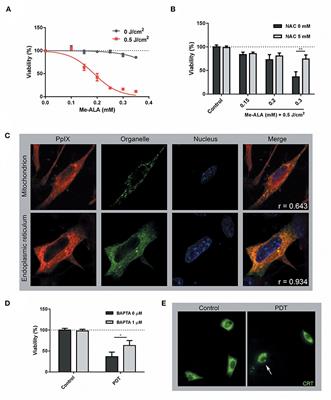 Photodynamic Modulation of Type 1 Interferon Pathway on Melanoma Cells Promotes Dendritic Cell Activation